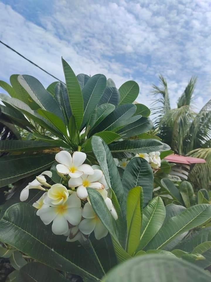 Langkawi Homestay Bunga Padi Куах Экстерьер фото